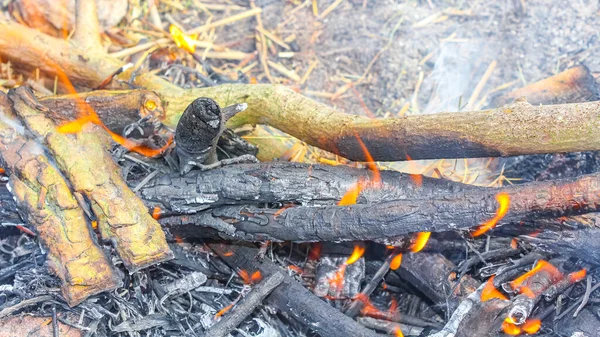 Schwanewede Osterholz Daki Harrier Kum Adası Nda Kamp Ateşi Turuncu — Stok fotoğraf