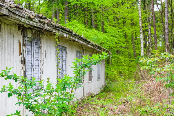 Casa Vieja Destruida Rota Bosque Con Plantas Verdes Árboles Bosque — Foto de Stock