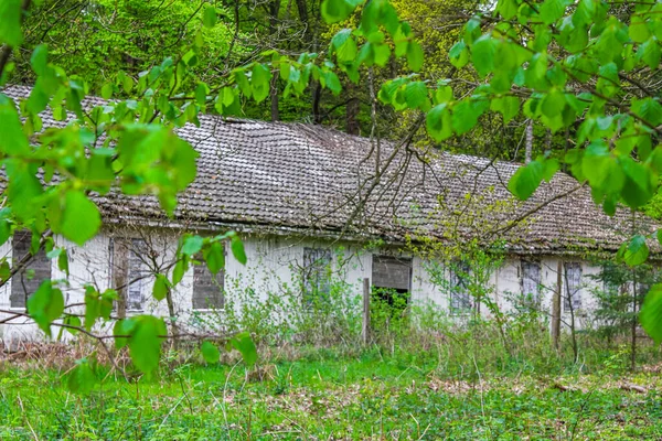 Rotto Distrutto Vecchia Casa Nella Foresta Con Piante Verdi Alberi — Foto Stock
