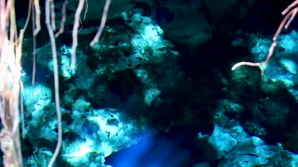 Amazing Blue Turquoise Water Limestone Cave Sinkhole Cenote Tajma Tajmaha — Vídeos de Stock