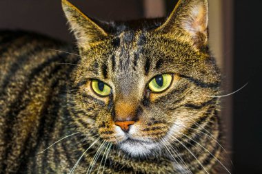 Bremerhaven Almanya 'sında yeşil gözlü bir kedi çok rahat görünüyor..