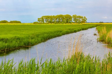 Aşağı Saksonya Almanya 'sından Kuzey Alman tarım doğası ve moor nehir manzarası manzarası.