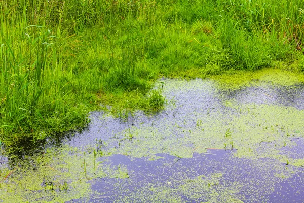 Geestland CuxhaveのPipinsburgの森の中で 沼の池の川の湖と緑の植物の木がある自然の美しいパノラマビュードイツニーダーザクセン州 — ストック写真