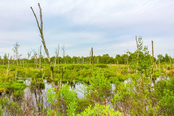 Naturalny Piękny Widok Panoramiczny Bagna Bagno Bagno Staw Rzeka Jezioro — Zdjęcie stockowe