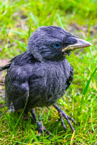 Young Black Crow Jackdaw Corvus Monedula Blue Eyes Sitting Green — Stock Photo, Image