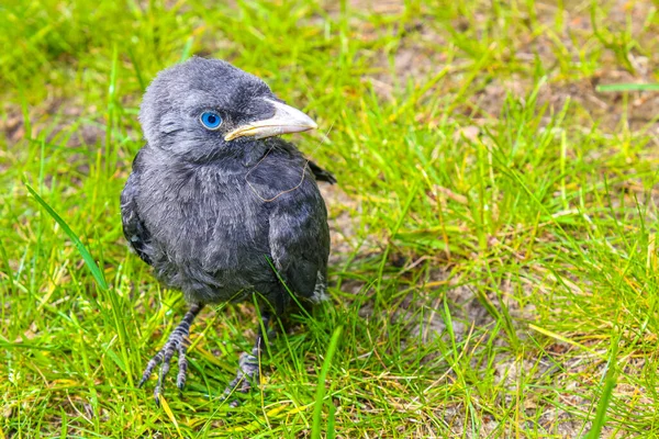Junge Schwarze Krähendohle Corvus Monedula Mit Blauen Augen Sitzt Grünen — Stockfoto