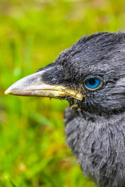 Joven Cuervo Negro Corvus Monedula Con Ojos Azules Sentado Hierba — Foto de Stock