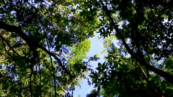 Tropische Planten Het Oerwoud Van Playa Del Carmen Mexico — Stockvideo