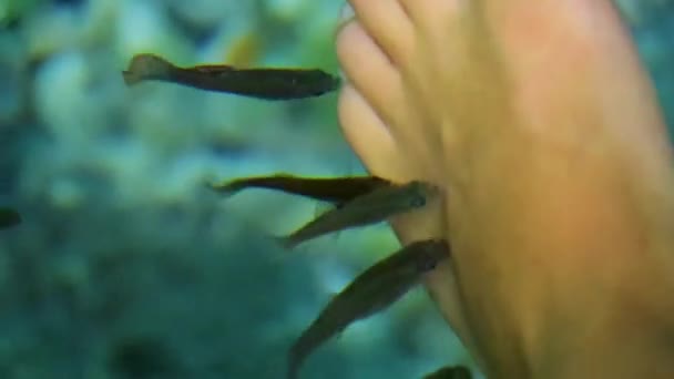 Pescado Spa Pedicura Peces Muerden Los Pies Agua Azul Turquesa — Vídeo de stock