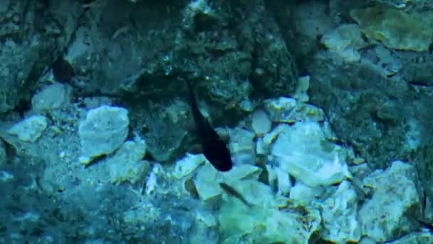 金丝雀鱼在令人惊奇的蓝色绿松石湖中游动 灰岩洞则是墨西哥阿文图拉斯金塔纳罗奥港的泰姬陵 — 图库视频影像