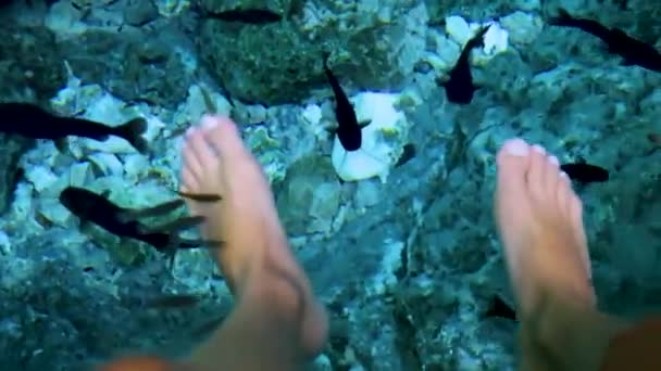 Pescado Spa Pedicura Peces Muerden Los Pies Agua Azul Turquesa — Vídeos de Stock
