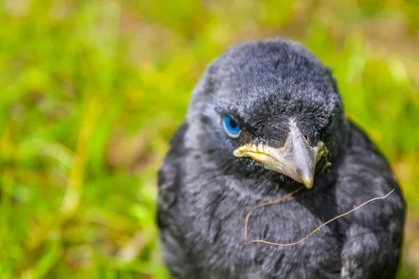 Молодая Черная Ворона Jackdaw Corvus Monedula Голубыми Глазами Сидя Зеленой — стоковое фото