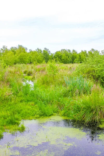 Geestland CuxhaveのPipinsburgの森の中で 沼の池の川の湖と緑の植物の木がある自然の美しいパノラマビュードイツニーダーザクセン州 — ストック写真