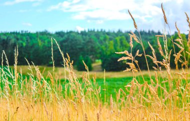 Kuzey Alman tarla ormanı ve doğa manzarası Hemmoor Hechthausen Cuxhaven Aşağı Saksonya Almanya 'sı.