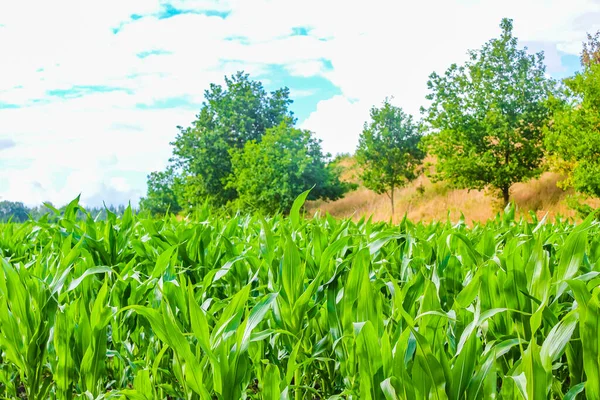 Norte Alemanha Campo Agrícola Floresta Natureza Paisagem Panorama Hemmoor Hechthausen — Fotografia de Stock