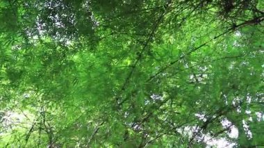 Tayland 'da Koh Samui' de yağmur mevsiminde orman ve tropikal doğa.