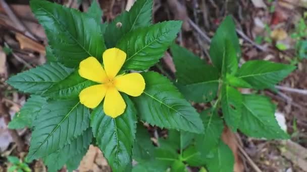Flores Flores Flores Tradições Ilha Tropical Natural Koh Samui Surat — Vídeo de Stock