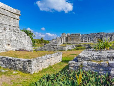 Antik Tulum, Tulum Meksika 'daki tropikal doğal orman palmiyesi ve deniz manzarasında tapınak kalıntıları ve eserlerle Maya bölgesini harabeye çeviriyor..