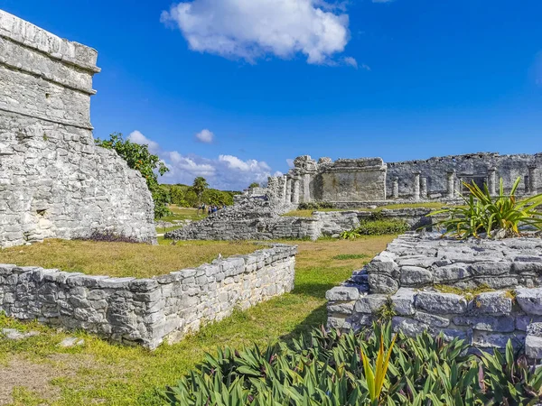 Antik Tulum, Tulum Meksika 'daki tropikal doğal orman palmiyesi ve deniz manzarasında tapınak kalıntıları ve eserlerle Maya bölgesini harabeye çeviriyor..