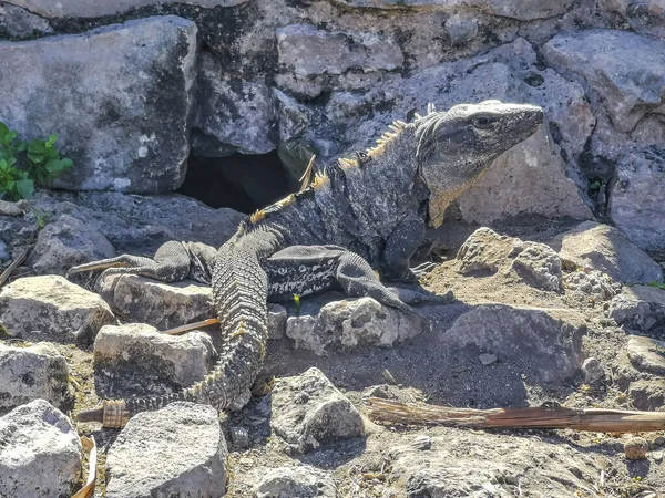 Antik Tulum 'daki kayalıklardaki dev Iguana kertenkele hayvanı, Tulum Mexico' daki tropik doğal orman palmiyesi ve deniz manzarasında tapınak kalıntıları ve eserlerle Maya bölgesini harabeye çeviriyor..