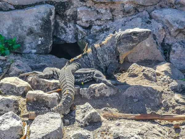 Huge Iguana Gecko Animal Rocks Ancient Tulum Ruins Mayan Site — Photo