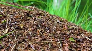 Karınca tepesi, doğal güzellikteki birçok karınca manzaralı bataklık bataklık bataklık havuzu, Geestland Cuxhaven Aşağı Saksonya Almanya 'sında, Pipinsburg ormanındaki yeşil bitki ağaçları arasında..