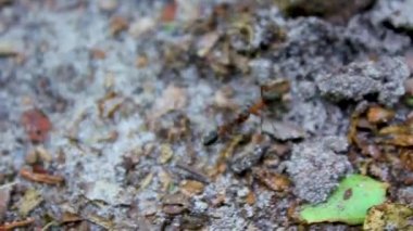 Doğal güzellikteki panorama manzarasında dövüşen karıncalar bataklık bataklık bataklık havuzu üzerinde, Geestland Cuxhaven Aşağı Saksonya Almanya 'sında, Pipinsburg ormanındaki yeşil bitki ağaçları arasında..