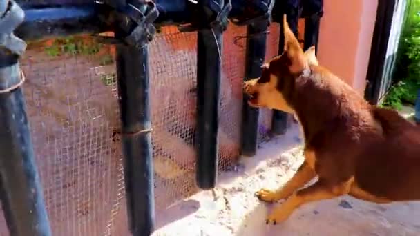 Aggressive Dogs Bark Growl Each Other Bars Playa Del Carmen — Stock Video