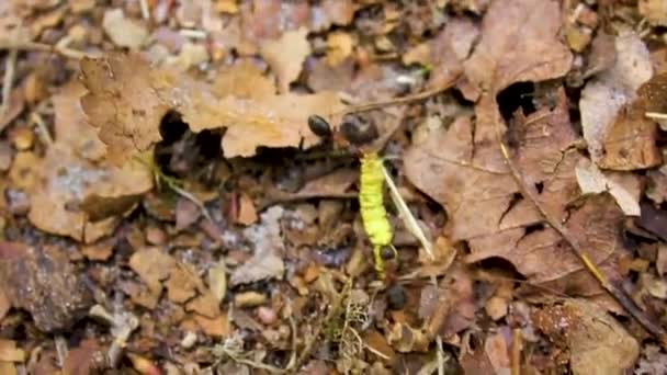 德国下萨克森州盖斯特兰市皮平斯堡森林绿树之间的沼泽沼泽地池塘 在自然风光秀丽的全景中 战斗的蚂蚁牵着毛虫 — 图库视频影像