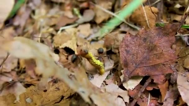 Lutte Contre Les Fourmis Portant Chenille Dans Nature Belle Vue — Video