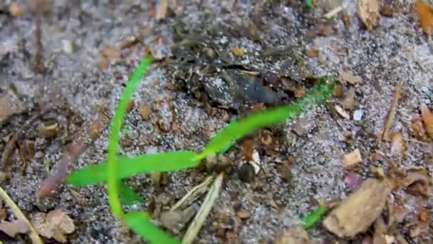 Fighting Ants Natural Beautiful Panorama View Bog Moor Swamp Pond — Stock Video