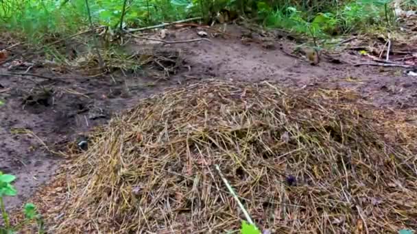 Ant Hill Lot Ants Natural Beautiful Panorama View Bog Moor — Stock Video
