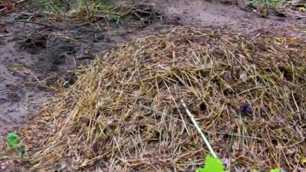 德国下萨克森州盖斯特兰市皮平斯堡森林绿树之间的沼泽沼泽地池塘 蚂蚁群在蚂蚁群中群居 群集在美丽的自然景观中 — 图库视频影像