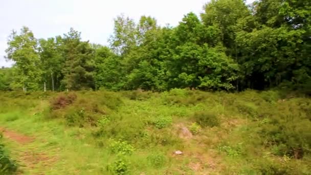 Природна Краса Панорама Болотяним Болотом Зеленими Рослинами Лісі Піпінсбурга Нижній — стокове відео