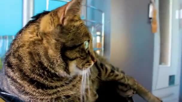 一只长着一双绿色大眼睛的可爱猫坐在黑色的办公椅上 — 图库视频影像