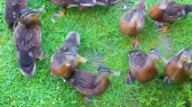 Erkek ve dişi yaban ördekleri yeşil çimlerde doğal arka planda Hemmoor Hechthausen Cuxhaven Aşağı Saksonya Almanya 'sında.