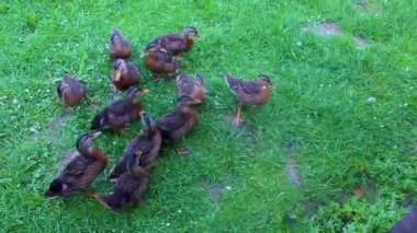Erkek ve dişi yaban ördekleri yeşil çimlerde doğal arka planda Hemmoor Hechthausen Cuxhaven Aşağı Saksonya Almanya 'sında.