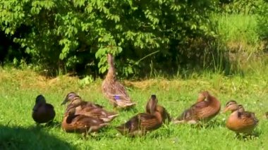 Erkek ve dişi yaban ördekleri yeşil çimlerde doğal arka planda Hemmoor Hechthausen Cuxhaven Aşağı Saksonya Almanya 'sında.