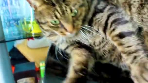 かわいい猫で大きな緑の目は黒いバーの椅子に座って 人間の手で戦う — ストック動画