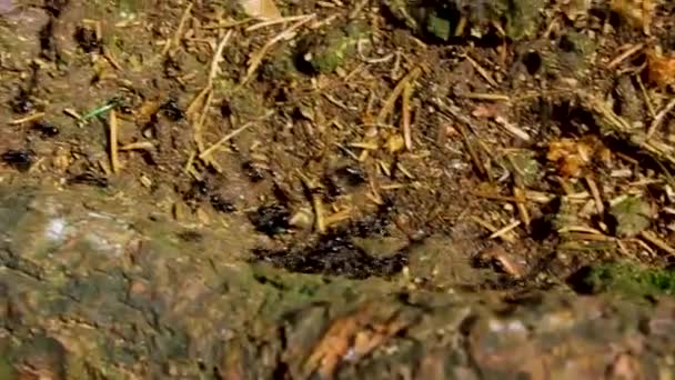 在德国下萨克森州的皮平斯堡森林绿树成荫的沼泽沼泽地池塘里 蚂蚁与许多在自然美的全景中的蚂蚁协同工作 — 图库视频影像