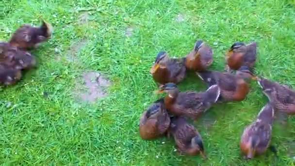 Canards Colverts Mâles Femelles Sur Gazon Vert Fond Naturel Hemmoor — Video