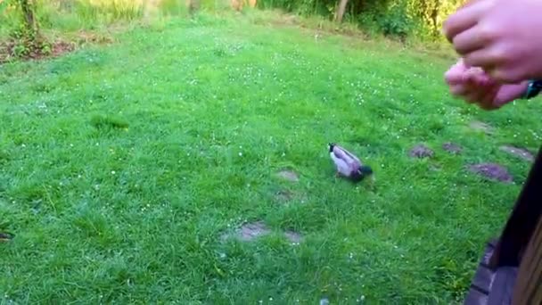 Erkek Dişi Yaban Ördekleri Yeşil Çimlerde Doğal Arka Planda Hemmoor — Stok video