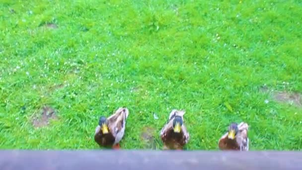 Male Female Mallard Ducks Green Grass Natural Background Hemmoor Hechthausen — Stock Video