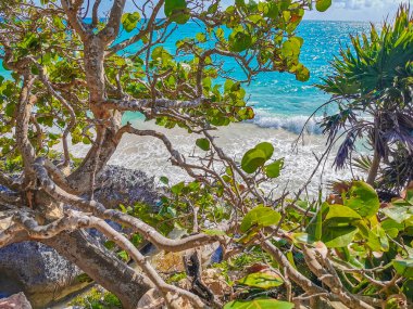 Antik Tulum, Tulum Meksika 'daki tropikal doğal orman palmiyesi ve deniz manzarasında tapınak kalıntıları ve eserlerle Maya bölgesini harabeye çeviriyor..