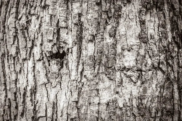 Černobílý Obrázek Tropická Textura Kůry Stromů Santuario Los Guerreros Puerto — Stock fotografie