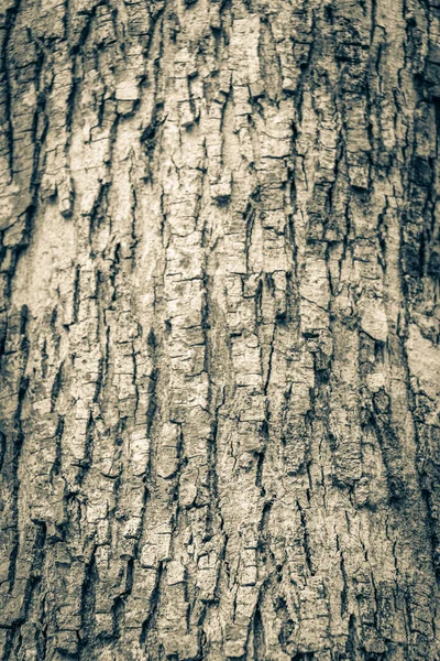 Старое Черно Белое Изображение Текстуры Коры Тропических Деревьев Santuario Los — стоковое фото