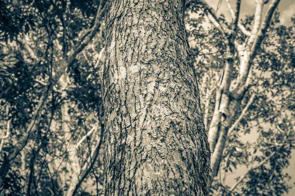 Old Black White Picture Tropical Tree Bark Texture Santuario Los — Stockfoto