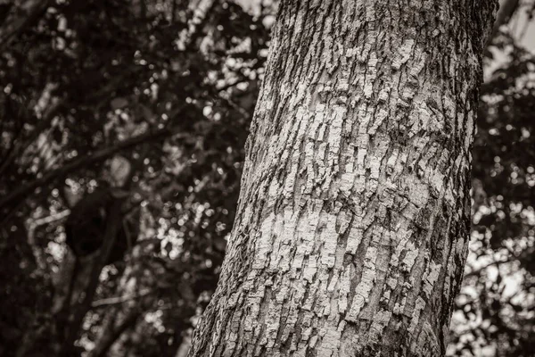 Starý Černobílý Obrázek Textury Tropické Kůry Stromů Santuario Los Guerreros — Stock fotografie
