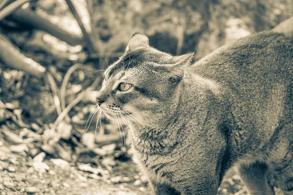 Régi Fekete Fehér Kép Ból Gyönyörű Aranyos Macska Val Zöld — Stock Fotó