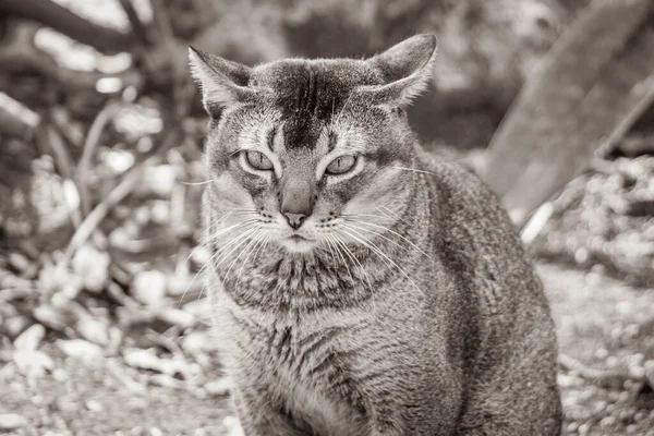 Stary Czarno Biały Obraz Piękny Ładny Kot Zielonymi Oczami Tropikalnej — Zdjęcie stockowe